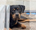 Small Rottweiler