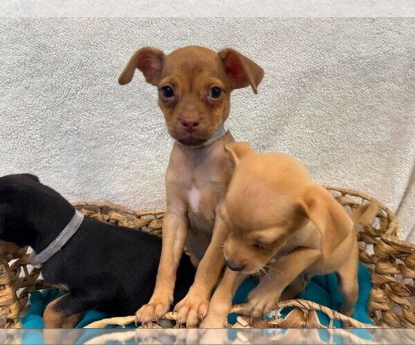 Medium Photo #1 Chihuahua-Unknown Mix Puppy For Sale in Lakewood, CO, USA
