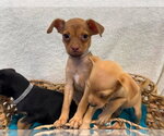 Small Chihuahua Mix