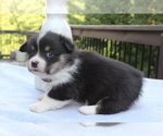 Small #17 Pembroke Welsh Corgi