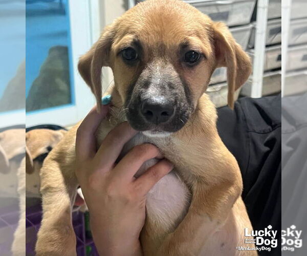 Medium Photo #2 Labrador Retriever-Unknown Mix Puppy For Sale in Washington, DC, USA