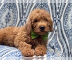 Small Photo #13 Miniature Labradoodle Puppy For Sale in LAKELAND, FL, USA