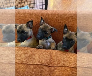 Belgian Malinois Puppy for sale in ESCONDIDO, CA, USA