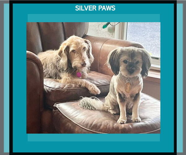 Medium Photo #1 Mutt Puppy For Sale in Royal Palm Beach, FL, USA