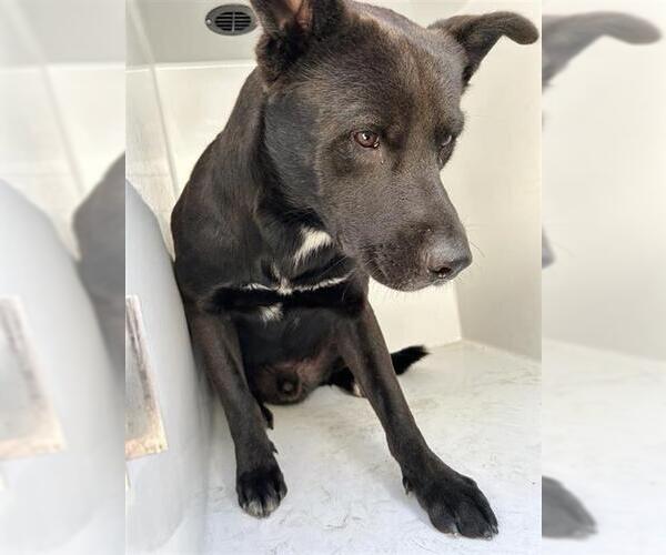 Medium Photo #1 Labrador Retriever-Unknown Mix Puppy For Sale in Houston, TX, USA