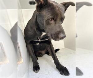 Labrador Retriever-Unknown Mix Dogs for adoption in Houston, TX, USA