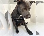 A663175 - Male Labrador Retriever-Unknown Mix Dog for Adoption - Small photo
