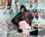 Small Photo #9 French Bulldog Puppy For Sale in SALEM, OR, USA