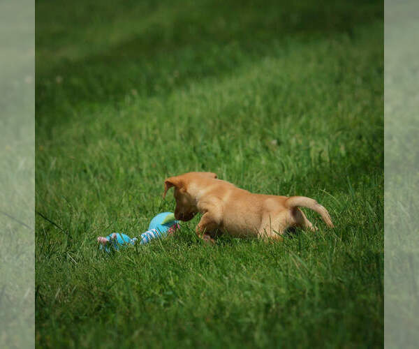 Medium Photo #8 Labrador Retriever Puppy For Sale in FRESNO, OH, USA