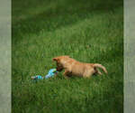 Small Photo #8 Labrador Retriever Puppy For Sale in FRESNO, OH, USA