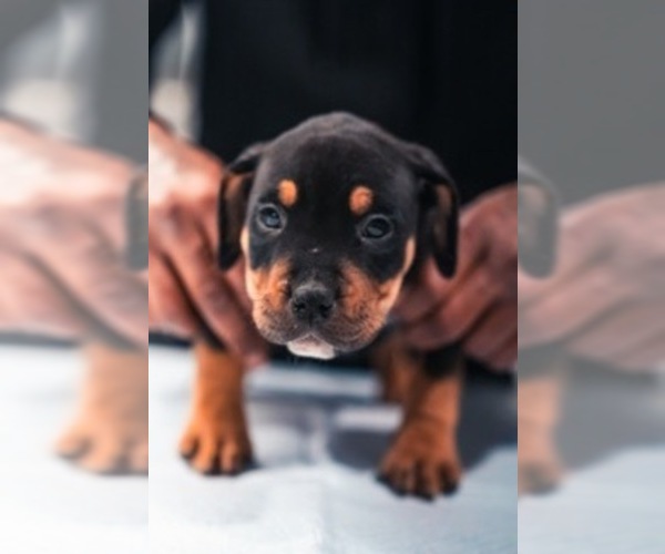 Medium Photo #3 American Bully Puppy For Sale in SMYRNA, GA, USA