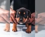 Small Photo #3 American Bully Puppy For Sale in SMYRNA, GA, USA