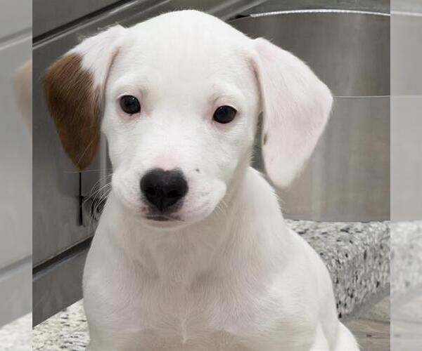 Medium Photo #1 Beagle Puppy For Sale in Canfield, OH, USA