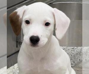 Beagle Dogs for adoption in Canfield, OH, USA