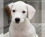 Small Beagle