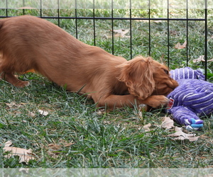 Cavalier King Charles Spaniel Puppy for sale in CARLISLE, KY, USA