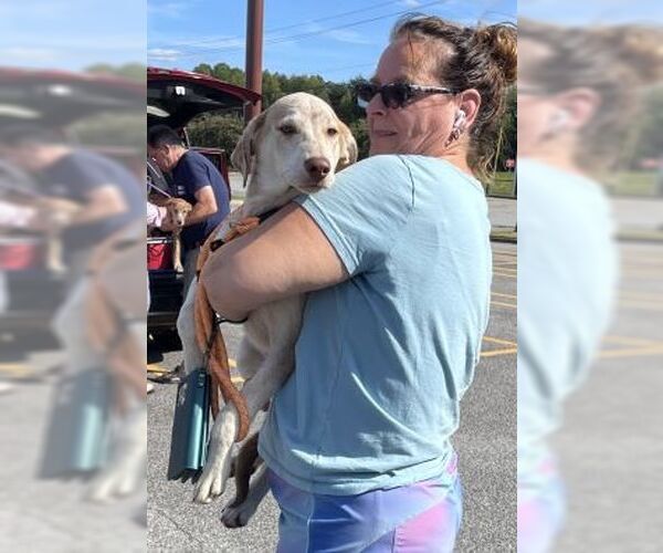 Medium Photo #4 Catahoula Leopard Dog-Labrador Retriever Mix Puppy For Sale in Mt. Laurel, NJ, USA