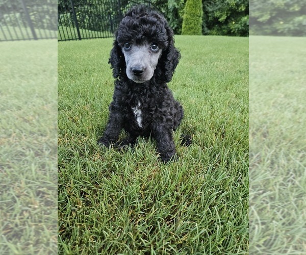 Medium Photo #1 Poodle (Standard) Puppy For Sale in INDIAN LAND, SC, USA