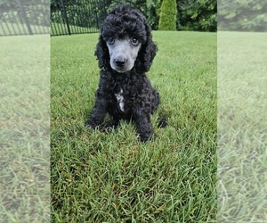 Poodle (Standard) Puppy for sale in INDIAN LAND, SC, USA
