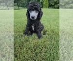 Small Poodle (Standard)