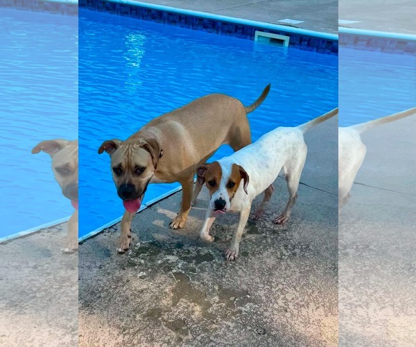 Medium Photo #2 American Pit Bull Terrier-Unknown Mix Puppy For Sale in Germantown, OH, USA
