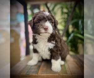 Aussiedoodle Miniature Puppy for Sale in AIKEN, South Carolina USA