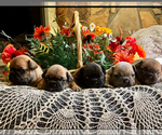 Puppy Puppy 6 French Bulldog