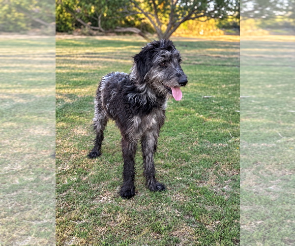 Medium Photo #5 Poodle (Standard)-Unknown Mix Puppy For Sale in PIPE CREEK, TX, USA