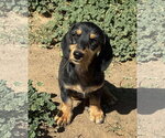 Small #2 Dachshund