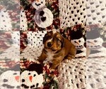 Small Photo #15 Dorgi Puppy For Sale in HURST, IL, USA