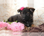 Small Photo #1 German Shepherd Dog Puppy For Sale in SHILOH, OH, USA