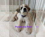 Small #3 Great Pyrenees