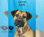 Small #1 Mastiff Mix