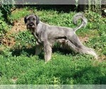 Cooper - Male Schnauzer (Giant) Puppy for Sale - Photo #11