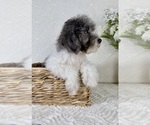 Small #6 Cavapoo