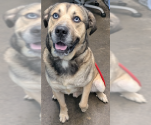 Gerberian Shepsky Dogs for adoption in Evansville, IN, USA