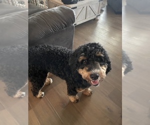Father of the Miniature Bernedoodle puppies born on 07/26/2025