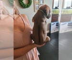 Small Photo #7 Rhodesian Ridgeback Puppy For Sale in OCEANSIDE, CA, USA
