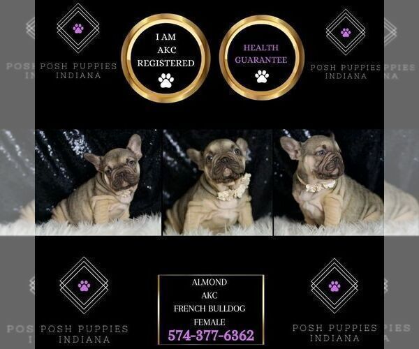 Medium Photo #28 French Bulldog Puppy For Sale in WARSAW, IN, USA
