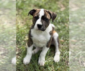 Bulloxer Dogs for adoption in Rockaway, NJ, USA