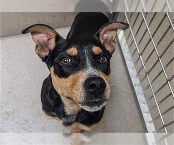 Medium Photo #1 Australian Kelpie-Unknown Mix Puppy For Sale in Denver, CO, USA