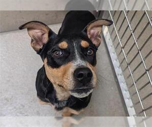 Australian Kelpie-Unknown Mix Dogs for adoption in Denver, CO, USA