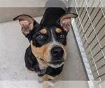 Small Australian Kelpie Mix