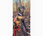 Small #4 Doberman Pinscher Mix