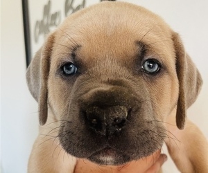 Cane Corso Puppy for Sale in PINOLE, California USA