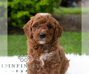 Poodle (Miniature) Puppy for sale in MADISONBURG, PA, USA