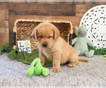 Small #4 Labrador Retriever