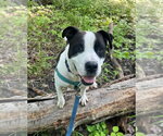 Small #4 American Staffordshire Terrier
