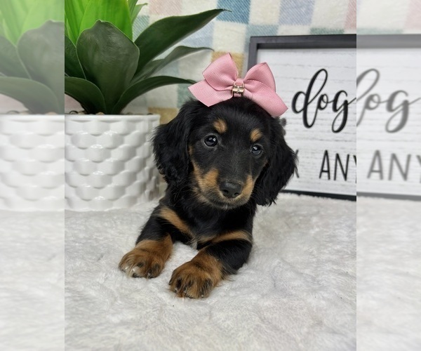 Medium Photo #7 Dachshund Puppy For Sale in FRANKLIN, IN, USA