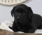 Small Photo #5 Labrador Retriever Puppy For Sale in MILLERSBURG, OH, USA